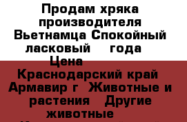 Продам хряка производителя Вьетнамца.Спокойный,ласковый.,2 года. › Цена ­ 4 000 - Краснодарский край, Армавир г. Животные и растения » Другие животные   . Краснодарский край,Армавир г.